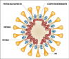 structura-coronavirus-grafic.png